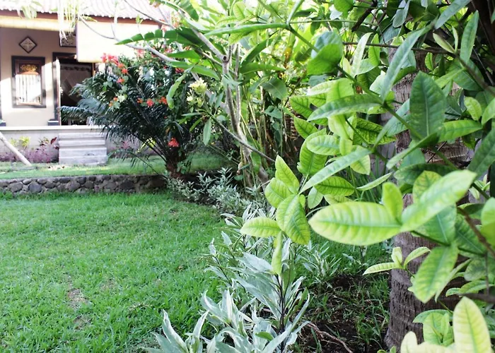 The Banyan Menjangan *